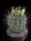 Ferocactus santa-maria