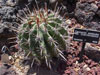 Ferocactus peninsulae