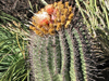 Ferocactus peninsulae