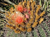 Ferocactus peninsulae