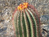 Ferocactus pilosus