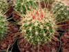 Ferocactus alamosanus