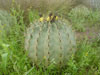 Ferocactus pottsii