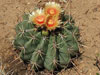 Ferocactus pottsii