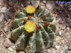 Ferocactus pottsii