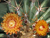 Ferocactus pottsii