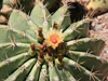 Ferocactus pottsii