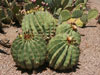 Ferocactus pottsii