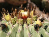 Ferocactus pottsii