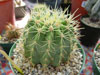 Ferocactus reppenhagenii