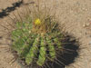 Ferocactus reppenhagenii