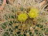 Ferocactus reppenhagenii