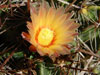 Ferocactus robustus