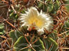 Ferocactus robustus