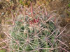 Ferocactus tiburonensis