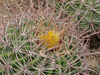 Ferocactus tiburonensis