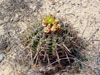 Ferocactus viridescens
