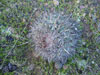 Ferocactus fordii
