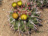 Ferocactus viridescens