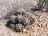 Ferocactus viridescens