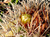 Ferocactus viridescens