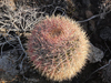 Ferocactus viridescens