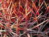 Ferocactus viridescens