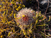 Ferocactus viridescens