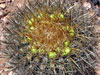 Ferocactus viridescens