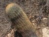 Ferocactus viridescens