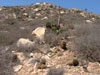 Ferocactus viridescens