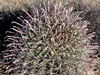 Ferocactus wislizeni