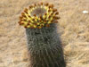 Ferocactus wislizeni