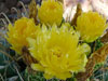 Ferocactus wislizeni