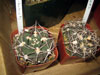 Gymnocalycium ambatoense