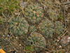 Gymnocalycium capillaense