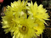 Gymnocalycium andreae