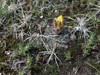 Gymnocalycium andreae