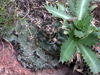 Gymnocalycium andreae