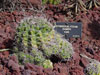 Gymnocalycium anisitsii