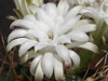 Gymnocalycium anisitsii