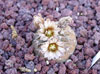 Gymnocalycium stellatum