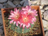 Gymnocalycium baldianum