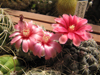 Gymnocalycium baldianum