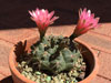 Gymnocalycium baldianum