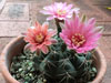 Gymnocalycium baldianum