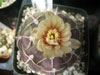 Gymnocalycium bayrianum