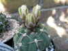 Gymnocalycium bayrianum