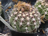 Gymnocalycium bayrianum