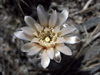 Gymnocalycium berchtii